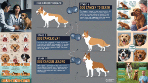 Stages-of-Dog-Cancer-Leading-to-Death