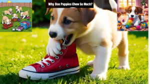 Why-Do-Puppies-Chew-So-Much?