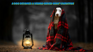 A Dog Becomes a Senior-Under-What-Condition