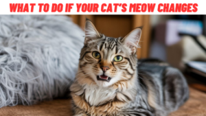 What-to-Do-If-Your -Cat’s-Meow-Changes