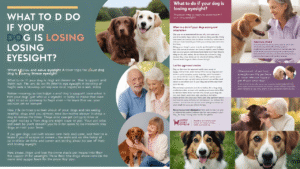 What to Do If Your Dog Is Losing Eyesight